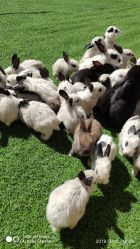 -萌宠亲子动物乐园(槐房万达店)