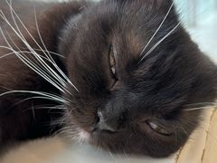-共舞时光猫咖·狗咖(新街口店)