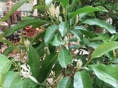 -双季花艺园艺市场(浦东店)