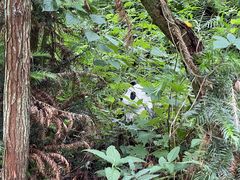 -西岭雪山大飞水景区