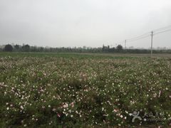 -曲江薰衣草庄园