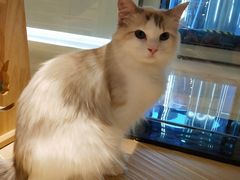 -momokira米努特·德文卷毛猫·棉花面纱犬