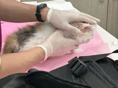 -北京观赏动物医院·24小时大型综合·猫专科·异宠专科