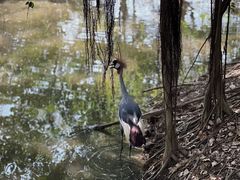 -南沙水鸟世界生态园