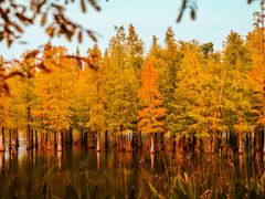 -白鹭湾湿地公园