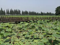 -洪湖生态旅游区