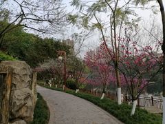 -重庆彩云湖湿地公园