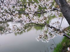 -顾村公园