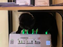 -滚猫咖啡·猫咖·猫友好撸猫(未来城店)