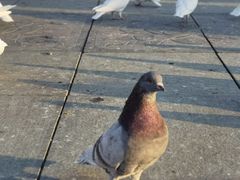 -好利来(革新店)