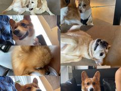 -百好乐宠物友好餐厅(朝外大街店)