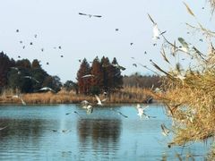 -苏州太湖湖滨国家湿地公园