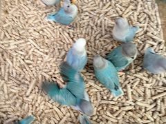 -青石桥花鸟鱼虫市场(叠翠城店)