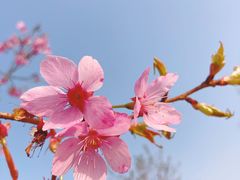 -顾村公园