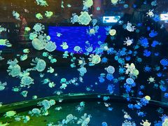 -华夏文旅海洋公园