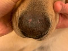 -趣玩宠物乐园寄养训犬训狗游泳池