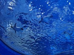 -上海海昌海洋公园
