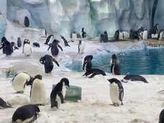 -珠海长隆海洋王国