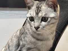 -御宝贝·A梦猫科宠物医院(国际猫友好医院)