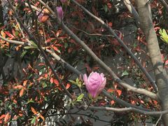 -苏州文庙(姑苏区)