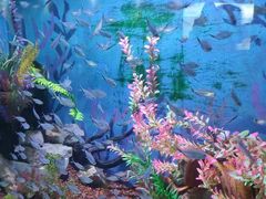 -绿色星球动物主题公园