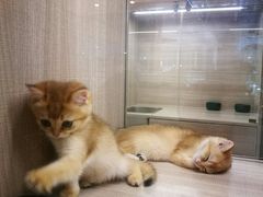-飞行喵MR PILOT|猫舍·猫咖(静安大融城店)