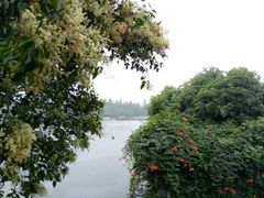 -西湖外事游船(花港观鱼码头)