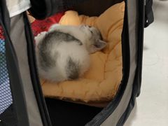 -babydoll猫舍·米努特·德文·缅因(久光中心店)