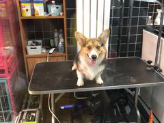 准备剪屁股啦-Goku PET SHOP宠物视觉生活馆(双井店)