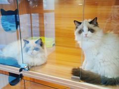 -猫十亿·布偶金渐层·曼基康矮脚猫舍(青年路店)