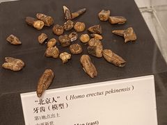 -北京周口店北京人遗址博物馆
