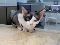 -安安宠医·臻爱宠物医院(簇锦北路分院)