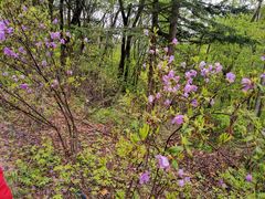 -五女峰国家森林公园