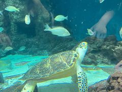 -上海海洋水族馆