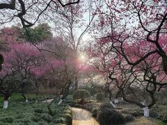 -杭州植物园