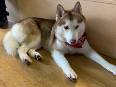 -Husky Go! 哈士奇体验馆·宠物咖啡厅狗咖