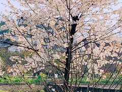 -缙云山景区