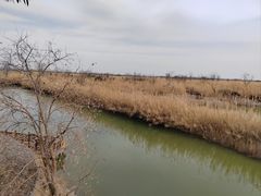 -泗洪洪泽湖湿地景区