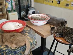 -平行世界·猫咖(首经贸店)