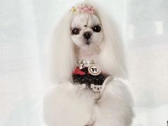 -鑫艺宠物美容培训学校