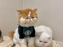 -More Fun猫咖 二十只万元加菲主题