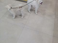 -艾贝尔宠物医院·狂犬免疫点(江山金象城店)