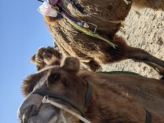 -库伦旗银沙湾旅游景区