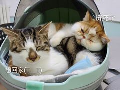 -特一安24小时宠物医院·骨科·中兽医