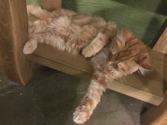 -猫猫幼稚园·撸猫·桌游·电玩