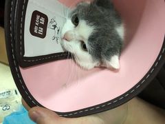 -芭比堂宠物医院·全科爱猫医院·仁德分院