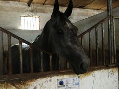 -月河湾马术俱乐部(朝阳店)