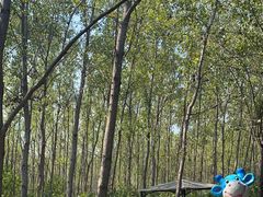 -合肥滨湖国家森林公园