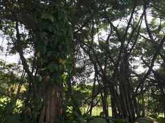 -大湾区中央湿地公园