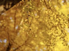 -三里屯东五街银杏大道